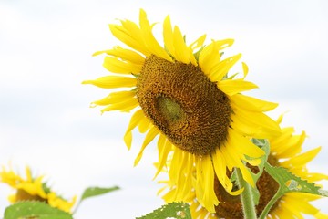 Sunflowers field at beautiful in the garden