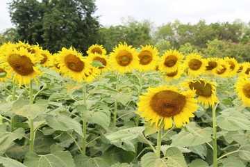 Sunflowers field at beautiful in the garden