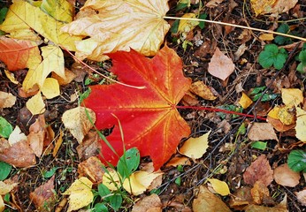 colorful autumn leaves