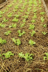 Fresh lettuce for health in the garden