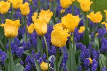 Colorful tulips in spring