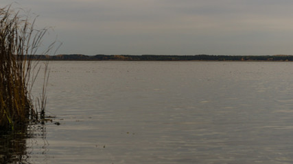 Coastal plants in late autumn