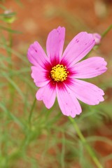 Obraz premium Beautiful cosmos colorful flowers in the garden