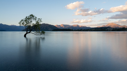 Wanaka Tree