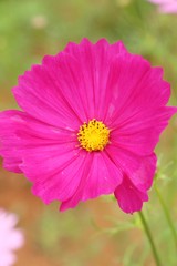 Obraz premium Beautiful cosmos colorful flowers in the garden
