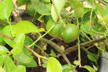 Lemon fruit on the tree with nature