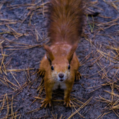 Squirrel in the autumn forest