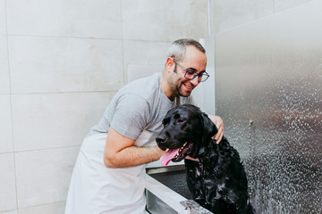 young man washing and cleaning a black labrador in grooming salon. animals clean and healthy concept.