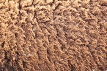 Sheep background in the farm with nature