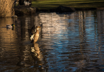 Female duck extending wings