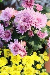 Chrysanthemums flower is beautiful in the garden