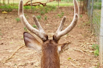 Deer in the zoo with the nature