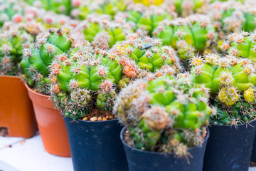 Gymnocalycium Damsii Cactus plant on background.