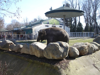 Elephant