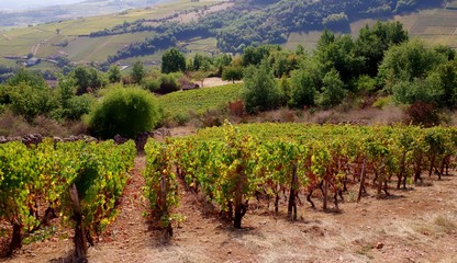 Fototapeta na wymiar paysage viticole valonné de bourgogne du sud avec rangs de vigne au premier plan
