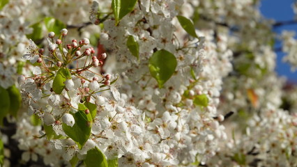 Abundance of spring bloom