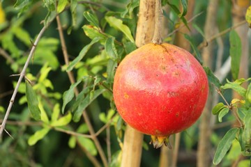 Pomegranate fruit on tree with the nature