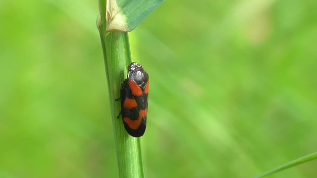 Blutzikade, Schaumzikade (Aphrophoridae)