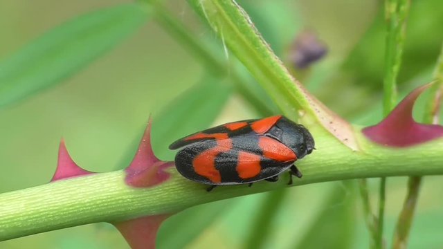 Blutzikade, Schaumzikade (Aphrophoridae)