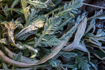 Frosted soil plants top down photo