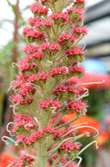 Colorful tulips in spring