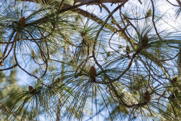 Branches of Canarian pine. Gran Canaria. Spain