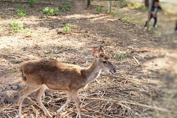 Deer in the zoo with the nature