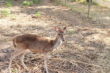 Deer in the zoo with the nature