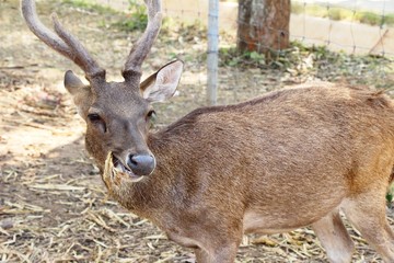 Deer in the zoo with the nature
