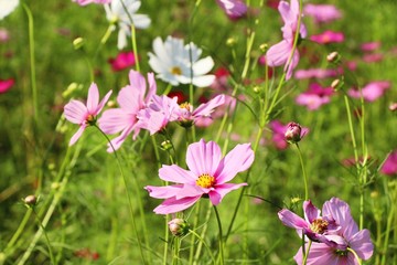 Beautiful cosmos colorful flowers in the garden