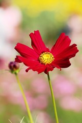 Beautiful cosmos colorful flowers in the garden