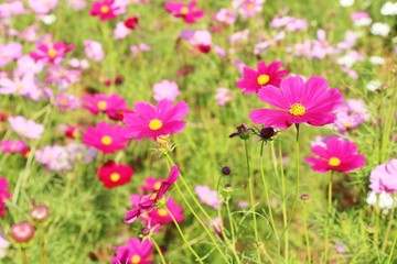 Beautiful cosmos colorful flowers in the garden