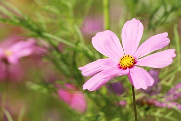 Beautiful cosmos colorful flowers in the garden