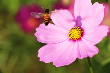 Beautiful cosmos colorful flowers in the garden
