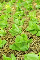 fresh lettuce hydroponics for health in garden