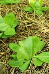 fresh lettuce hydroponics for health in garden