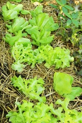 fresh lettuce hydroponics for health in garden