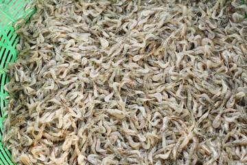 Fresh shrimp for cooking at street food