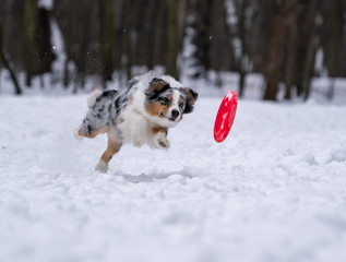 dog breed australian shepherd catches a disk in the snow