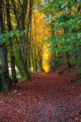 Obraz premium Forêt d'automne