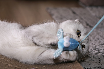 Adorable silver chinchilla Scottish fold cat playing with her toy