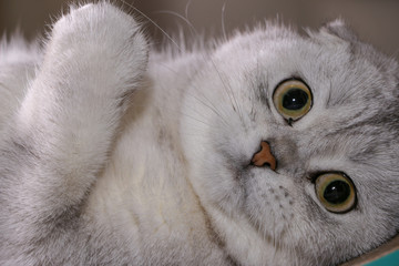 Adorable silver chinchilla Scottish fold cat