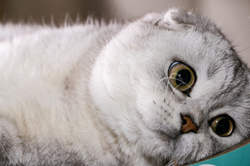 Naklejka premium Adorable silver chinchilla Scottish fold cat