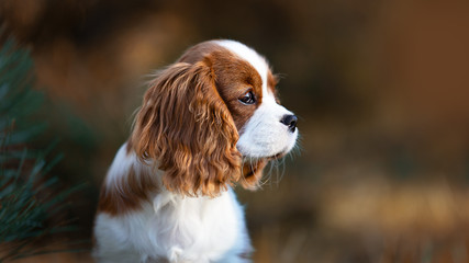 Portrait Cavalier King Charles Welpe Hund 