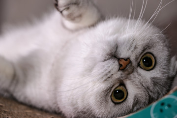 Adorable silver chinchilla Scottish fold cat