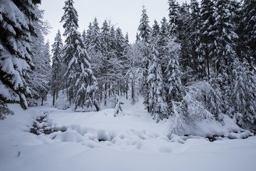 Naklejka premium Awesome view of the fairy-tale woodland. Location Carpathian mountains, Europe. Magical wintry scene on a frosty day. Holiday concept. Perfect winter wallpaper. Amazing wintry background. christmas