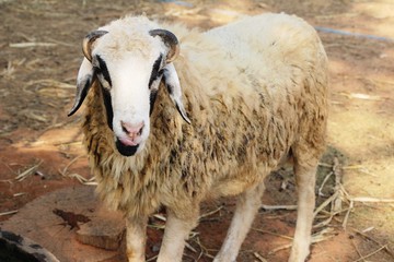 Sheep in the farm with the nature