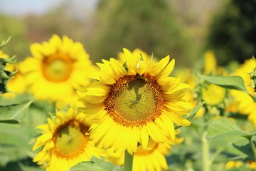 Sunflowers field at beautiful in the garden