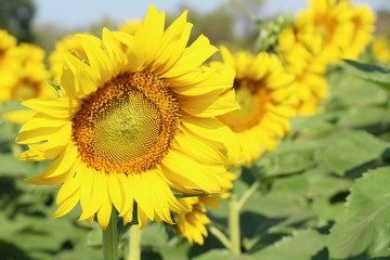 Sunflowers field at beautiful in the garden