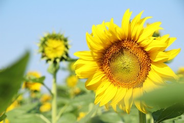 Fototapeta premium Sunflowers field at beautiful in the garden
